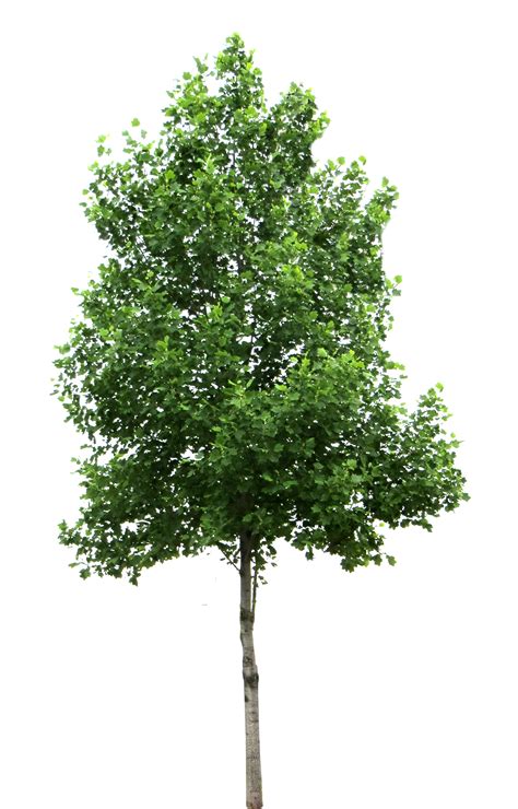 Tree PNG Transparent Images Free Download .